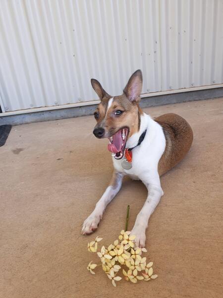 Entry image for Piccolo. Clicking this image will show a larger photo