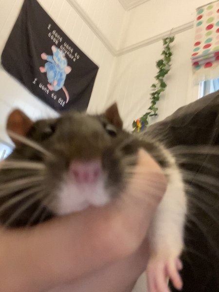 Entry image for Mercury. Clicking this image will show a larger photo