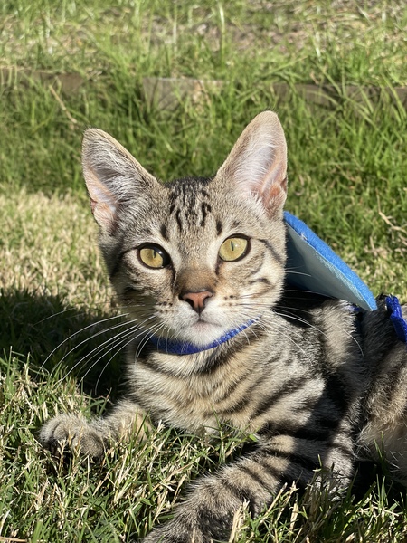 Entry image for Milo. Clicking this image will show a larger photo