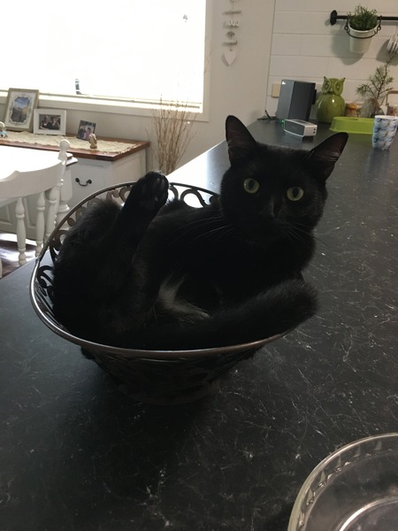 Entry image for Hugo. Clicking this image will show a larger photo