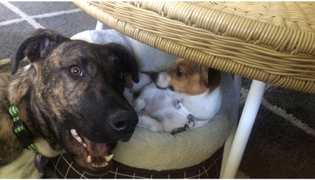 Entry image for Koby and Luna. Clicking this image will show a larger photo