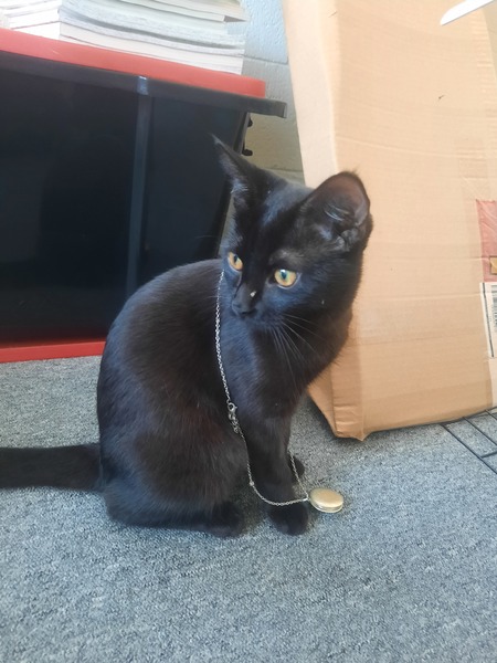 Entry image for Echo. Clicking this image will show a larger photo