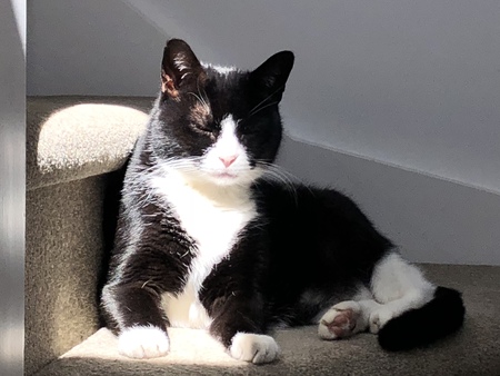 Entry image for Frankie. Clicking this image will show a larger photo