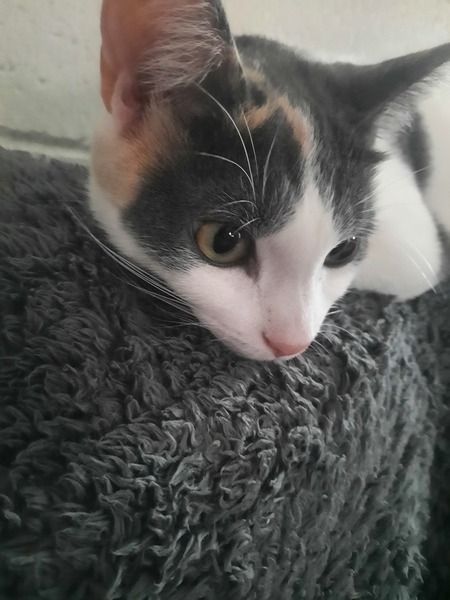 Entry image for Cleo. Clicking this image will show a larger photo