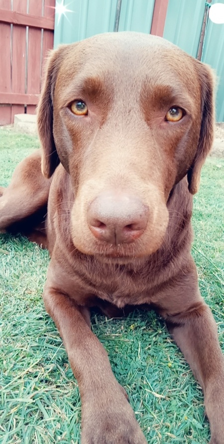 Entry image for Koda. Clicking this image will show a larger photo