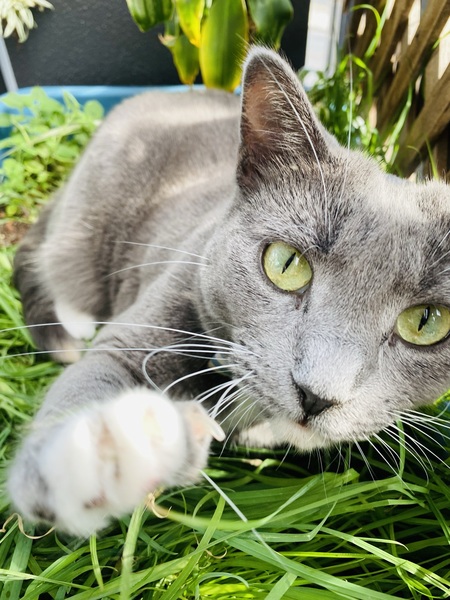 Entry image for Princess Siranna Greedy Jane. Clicking this image will show a larger photo