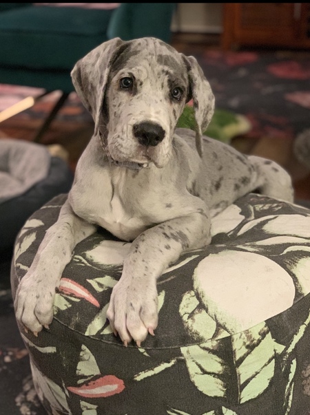 Entry image for Murphy . Clicking this image will show a larger photo