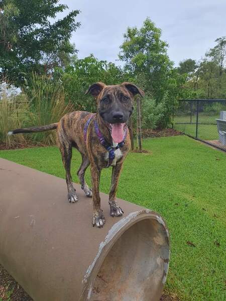 Entry image for Rooster pancakes . Clicking this image will show a larger photo