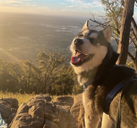 Entry image for Musashi . Clicking this image will show a larger photo