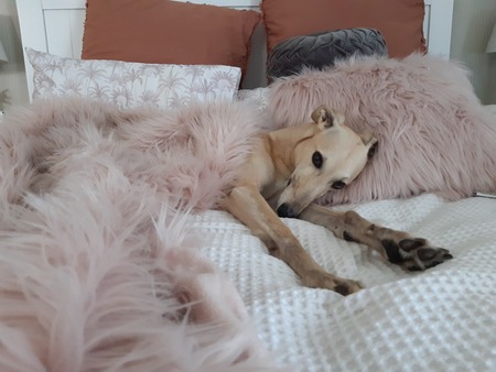 Entry image for Dawn. Clicking this image will show a larger photo