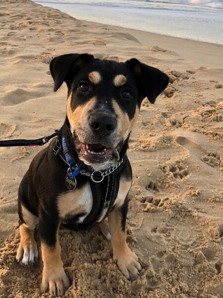 Entry image for Sophie. Clicking this image will show a larger photo