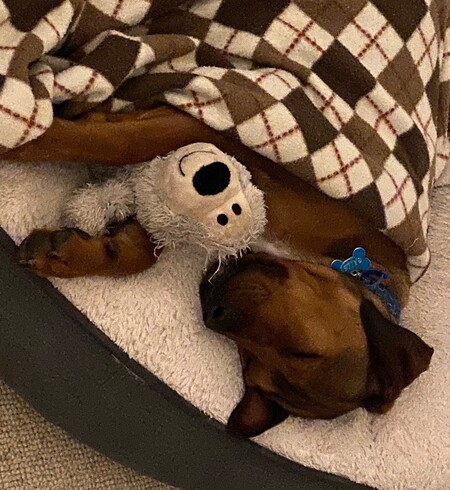 Entry image for Bailey. Clicking this image will show a larger photo