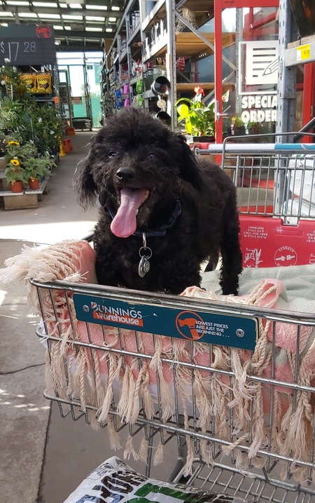 Entry image for Bella. Clicking this image will show a larger photo