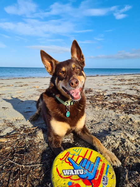 Entry image for Linkin. Clicking this image will show a larger photo