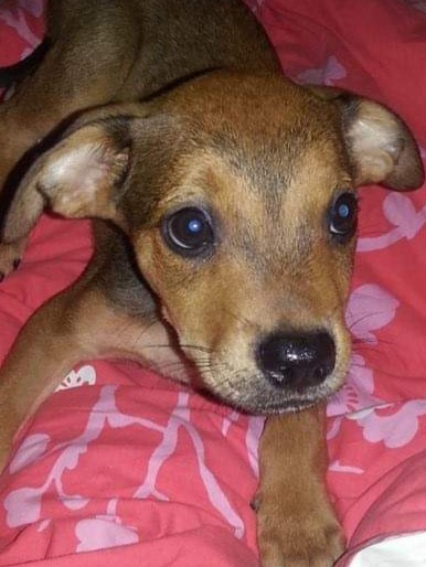 Entry image for Harry. Clicking this image will show a larger photo