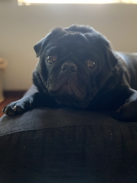 Entry image for Louis V Collins. Clicking this image will show a larger photo