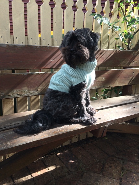 Entry image for Alfie. Clicking this image will show a larger photo