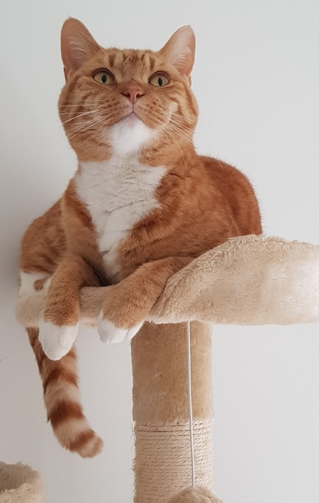 Entry image for Pepper. Clicking this image will show a larger photo