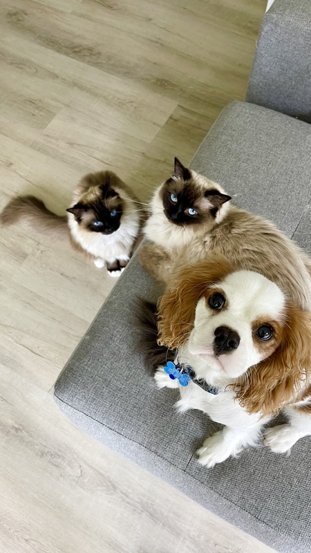 Entry image for Blu, Chloe & Oscar. Clicking this image will show a larger photo