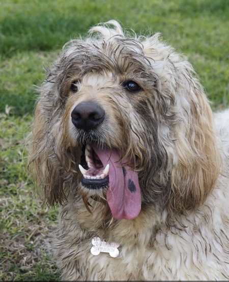 Entry image for Trixie. Clicking this image will show a larger photo