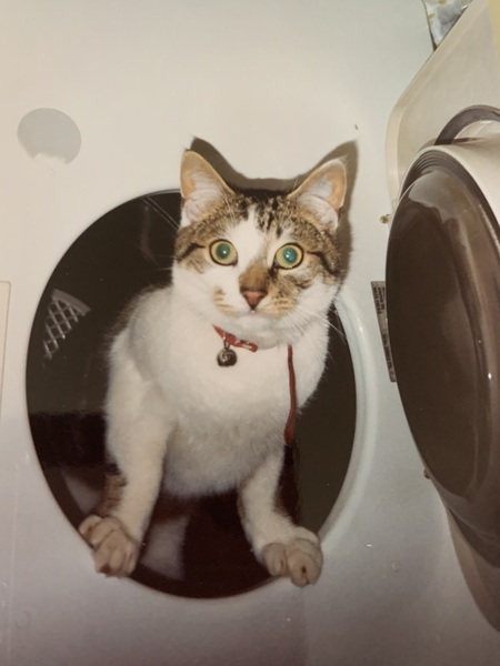 Entry image for Tigger. Clicking this image will show a larger photo