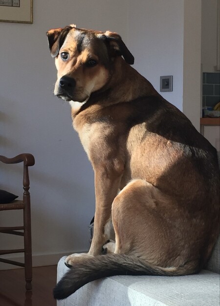 Entry image for Honey. Clicking this image will show a larger photo