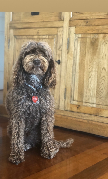 Entry image for Jazz. Clicking this image will show a larger photo