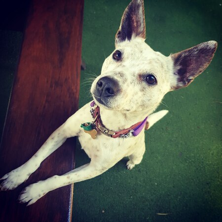 Entry image for Tilly. Clicking this image will show a larger photo