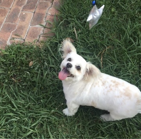 Entry image for Fluffy . Clicking this image will show a larger photo