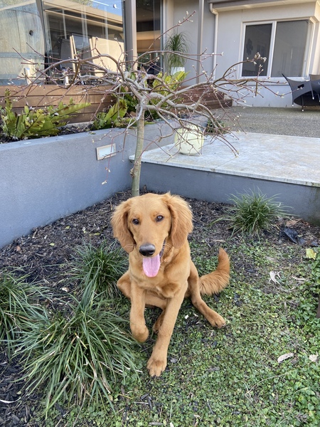 Entry image for Honey. Clicking this image will show a larger photo