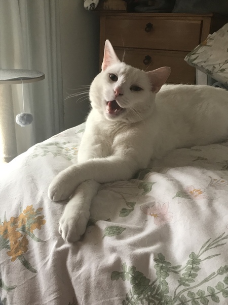 Entry image for Monty. Clicking this image will show a larger photo