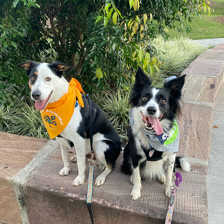 Entry image for Poppy and Parker. Clicking this image will show a larger photo