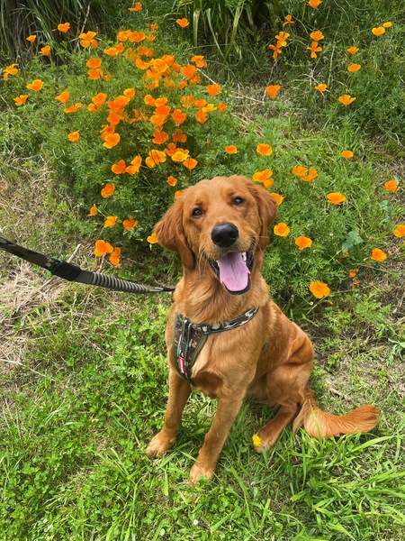 Entry image for Harley. Clicking this image will show a larger photo