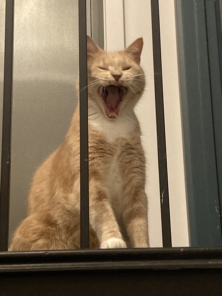 Entry image for Jack. Clicking this image will show a larger photo