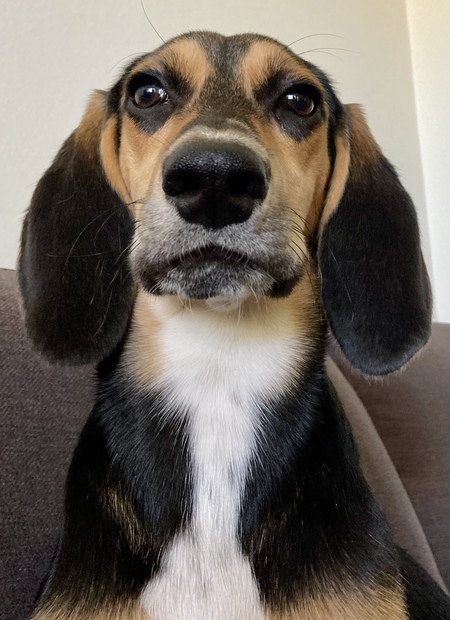 Entry image for Frankie. Clicking this image will show a larger photo