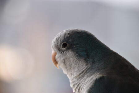 Entry image for Meeko. Clicking this image will show a larger photo