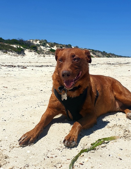 Entry image for Chilli. Clicking this image will show a larger photo