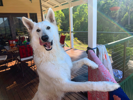 Entry image for Hunter. Clicking this image will show a larger photo