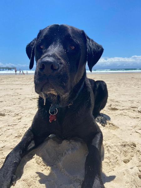 Entry image for Duke. Clicking this image will show a larger photo