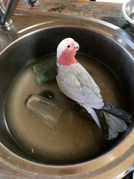 Entry image for Rudi. Clicking this image will show a larger photo