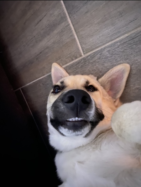 Entry image for Echo. Clicking this image will show a larger photo