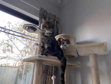 Entry image for Bashful and Happy . Clicking this image will show a larger photo