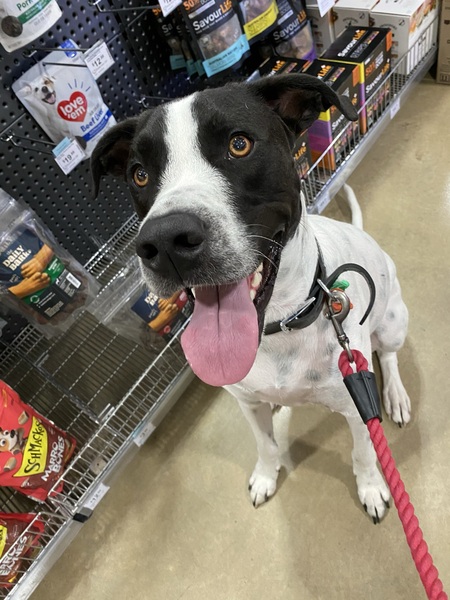 Entry image for Busta. Clicking this image will show a larger photo