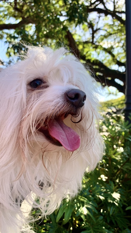 Entry image for Rocket. Clicking this image will show a larger photo