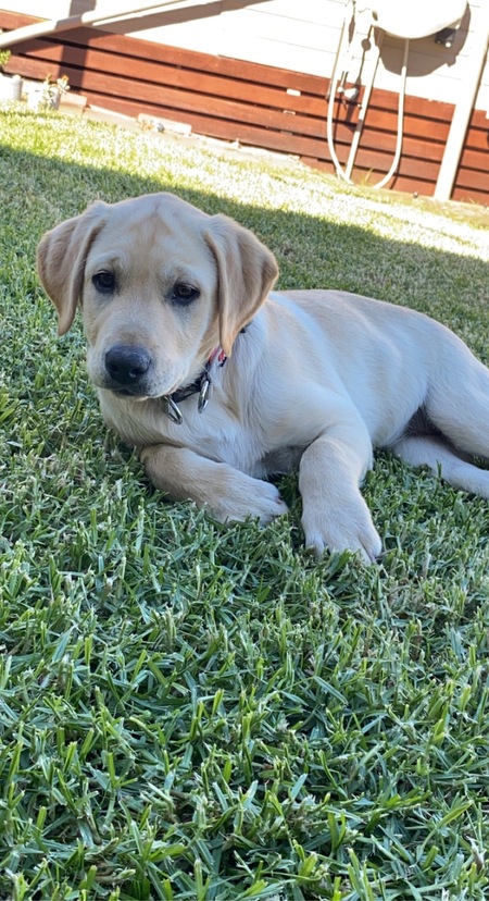 Entry image for Daisy. Clicking this image will show a larger photo