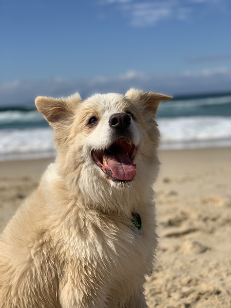 Entry image for Buddy. Clicking this image will show a larger photo