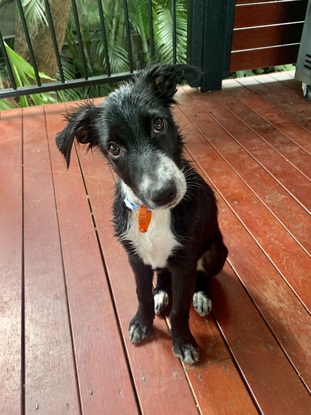 Entry image for ARCHIE. Clicking this image will show a larger photo