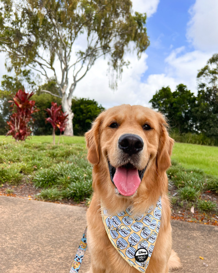 Entry image for Arlo. Clicking this image will show a larger photo