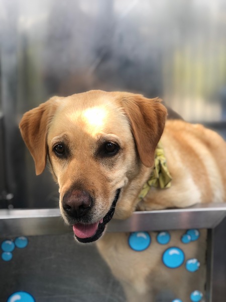 Entry image for Honey. Clicking this image will show a larger photo