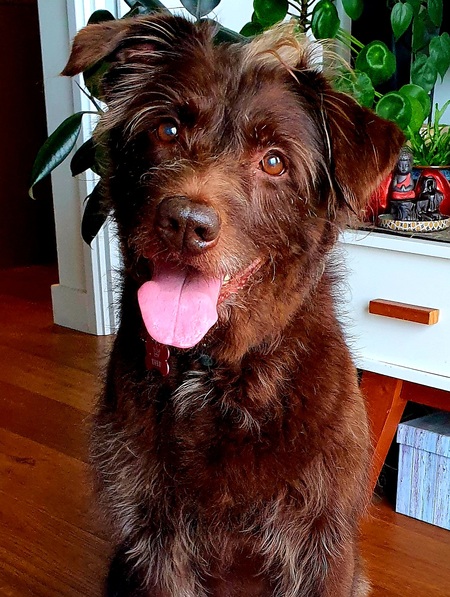 Entry image for Lulu. Clicking this image will show a larger photo